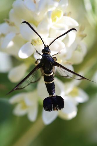 Réf. 257 873 : Synanthedon sp.